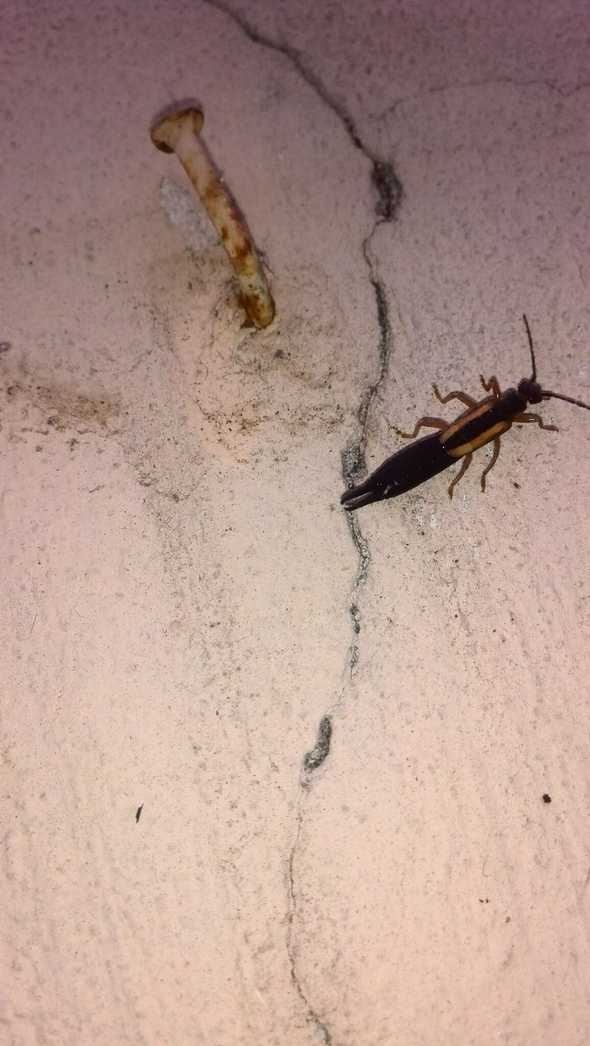 Image of Lined Earwig