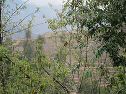 Image of Blue-and-yellow Tanager