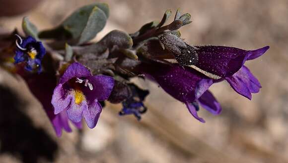 Image of Jaeger's beardtongue