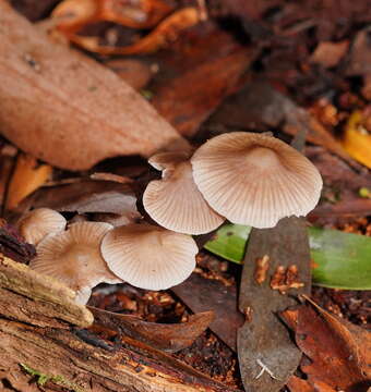 Image of Mycena albidofusca Cleland 1933