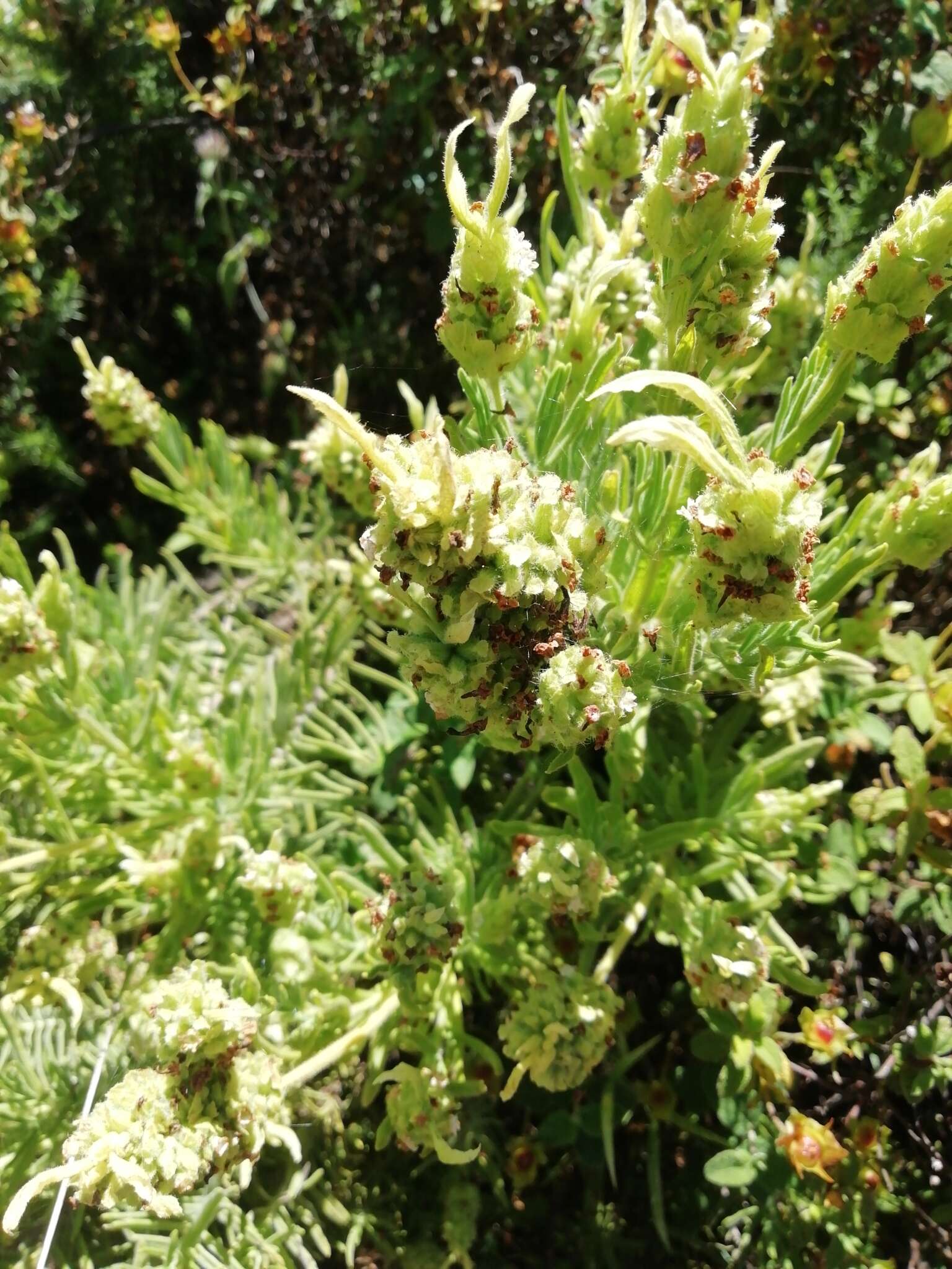 Image of Lavandula viridis L'Hér.