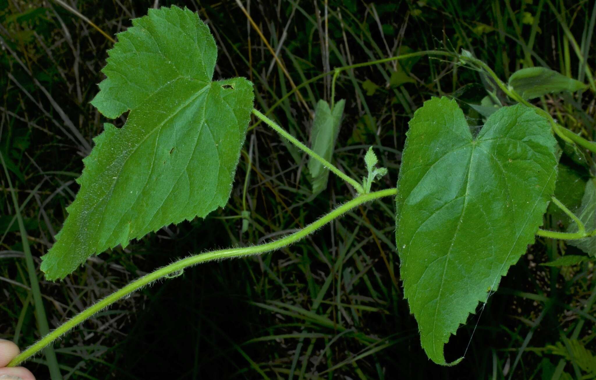 Image of heartleaf noseburn