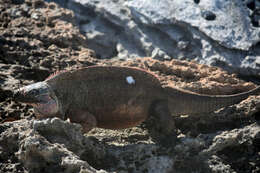 Image of Andros Island Iguana