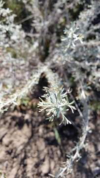 Image of Artemisia mendozana DC.