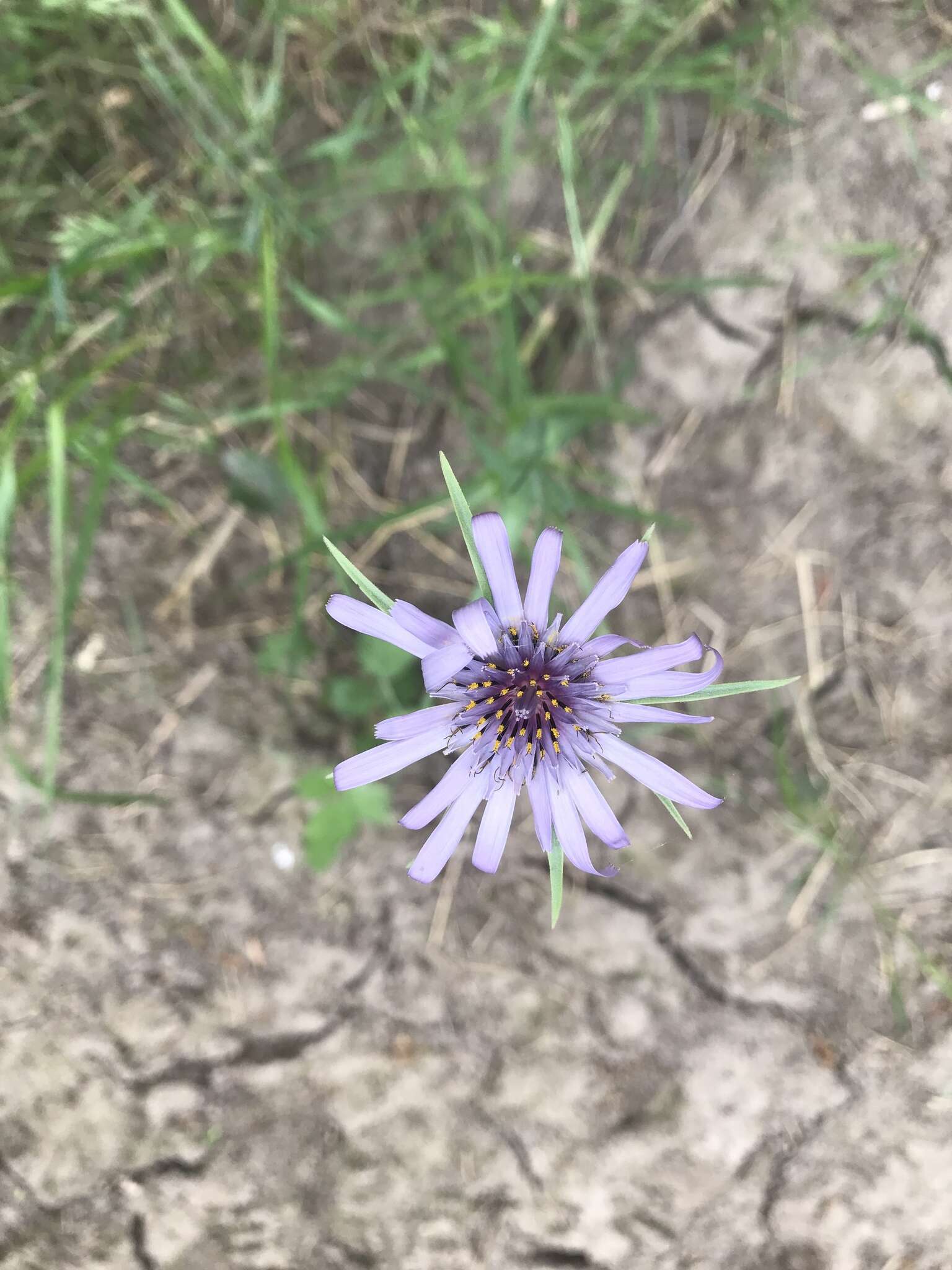 Image of salsify