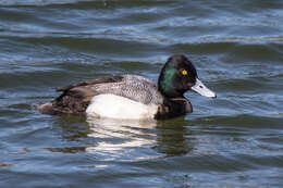 Image of Lesser Scaup