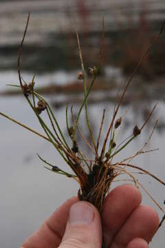 Image of Schoenoplectiella smithii var. setosa (Fernald) Hayas.