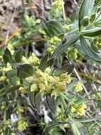 Image of Intermountain bedstraw