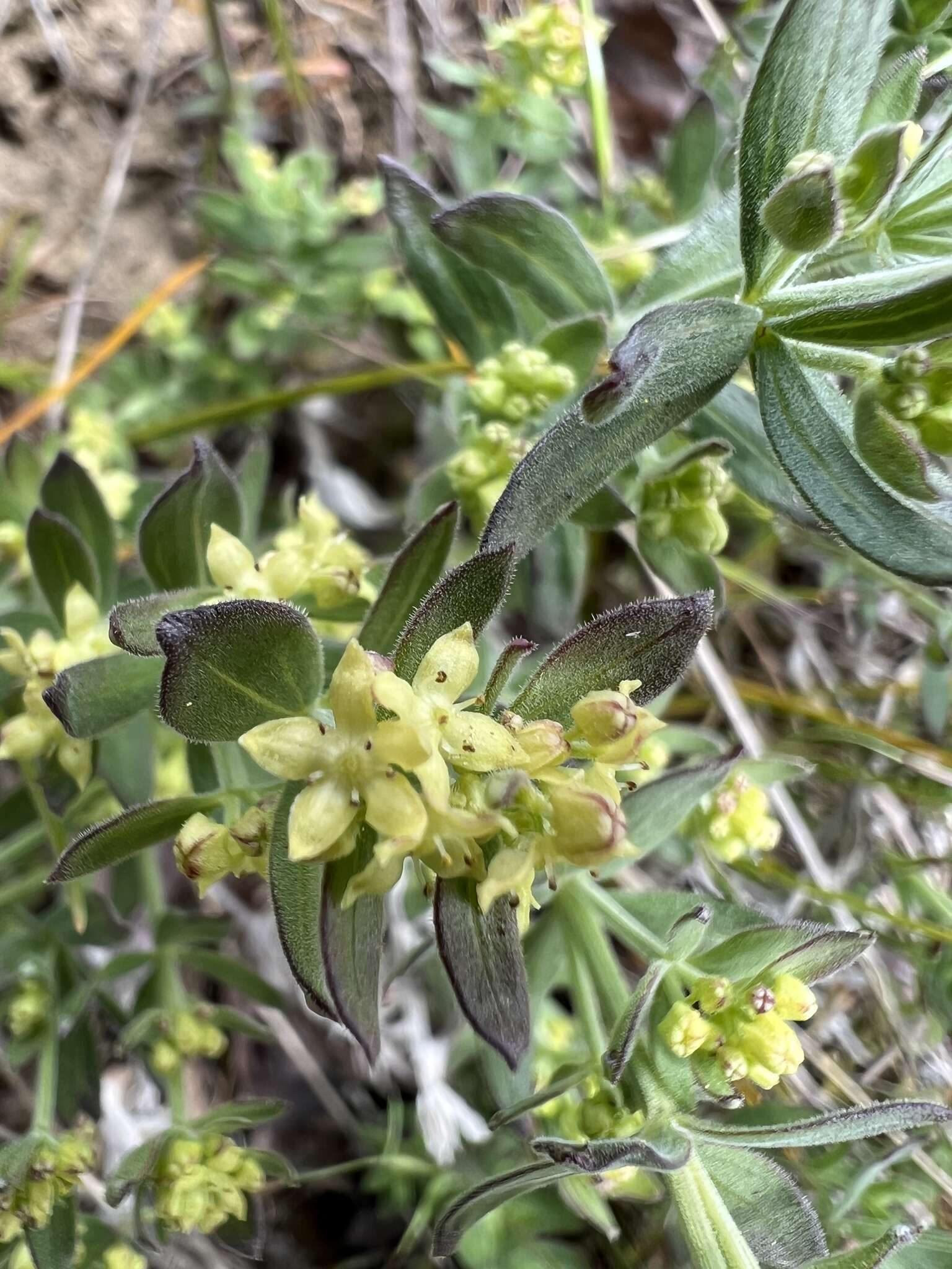 Image of Intermountain bedstraw