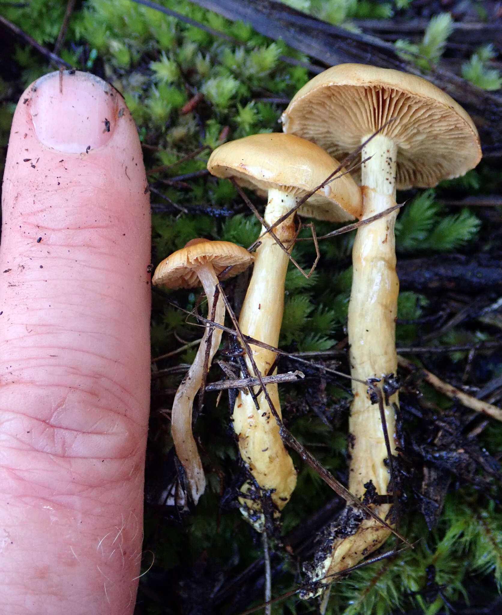 Image of Cortinarius ignotus E. Horak 1990