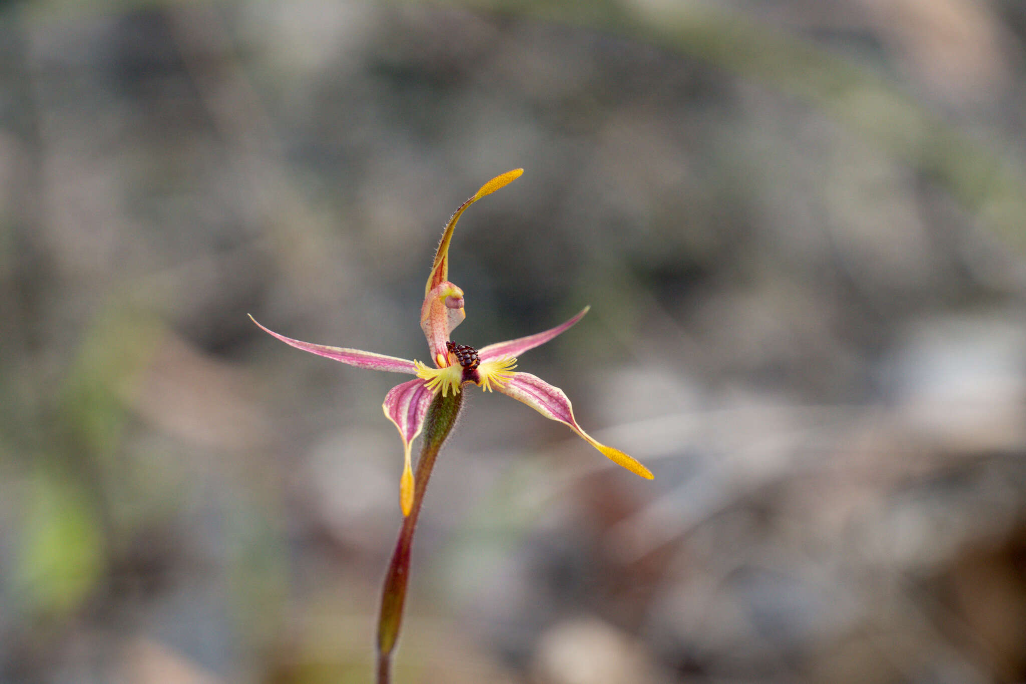 Caladenia plicata Fitzg.的圖片