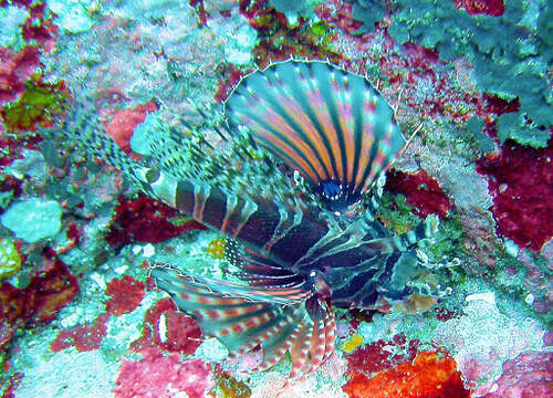 Image of Zebra lionfish