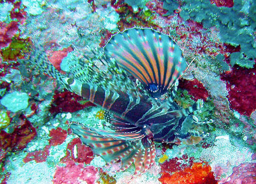 Image of Zebra lionfish