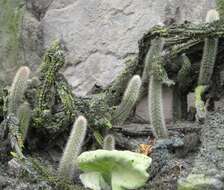 صورة Corryocactus apiciflorus (Vaupel) Hutchison