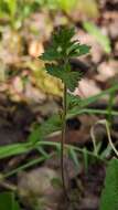 Image of Euphrasia wettsteinii G. L. Gusarova