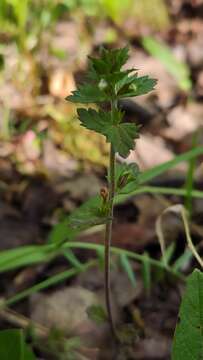 Imagem de Euphrasia wettsteinii G. L. Gusarova