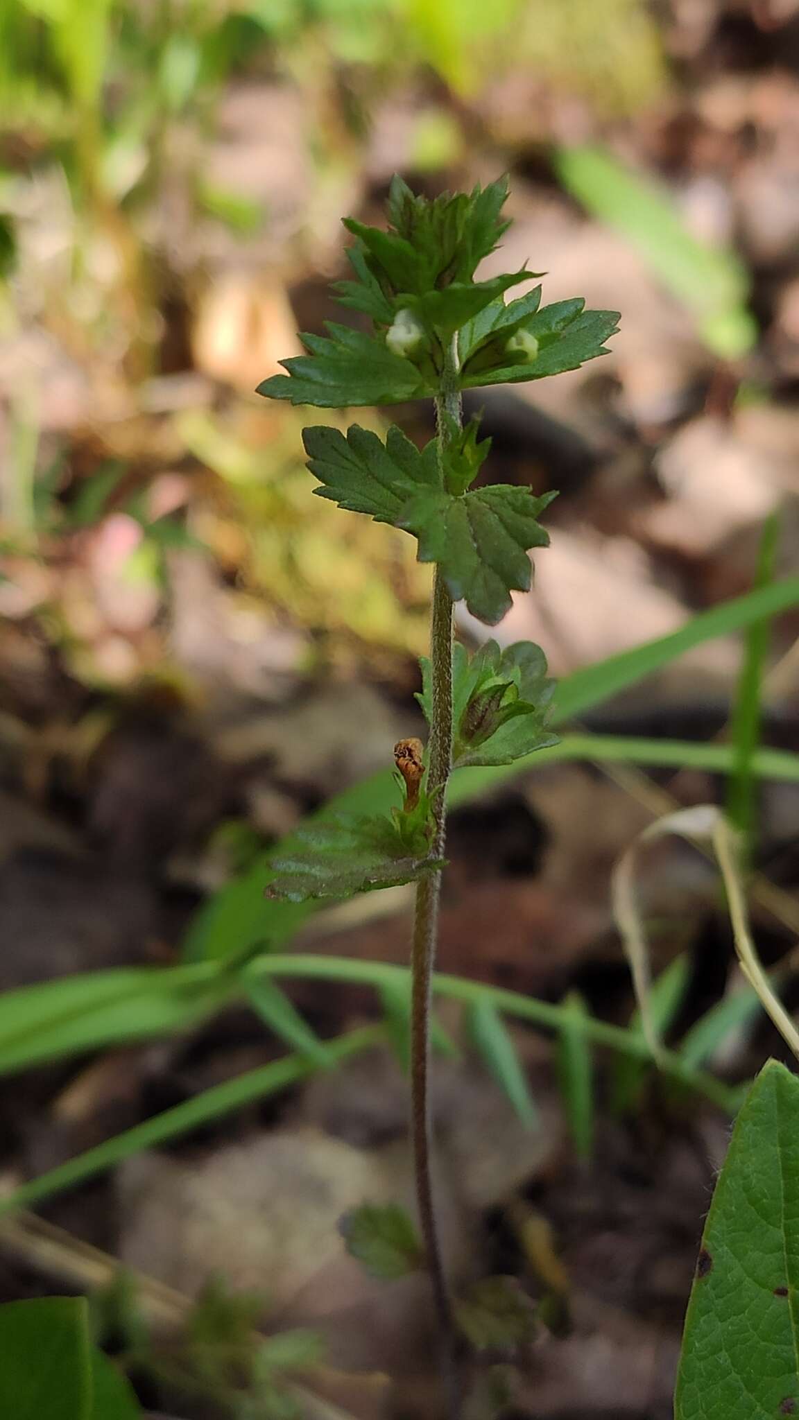 Image of Euphrasia wettsteinii G. L. Gusarova