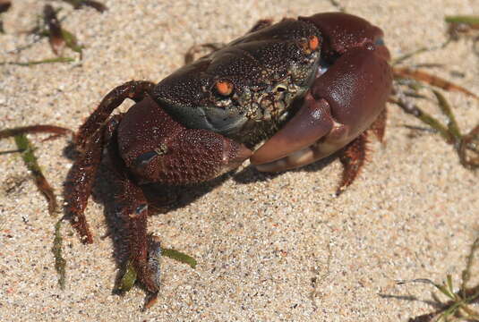 Image of rough redeye crab