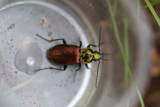 Image of Agonum (Olisares) sexpunctatum (Linnaeus 1758)