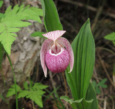 Imagem de Cypripedium yunnanense Franch.