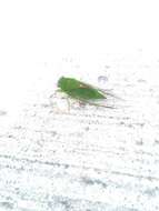 Image of April green cicada