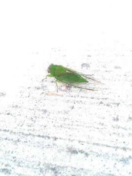 Image of April green cicada