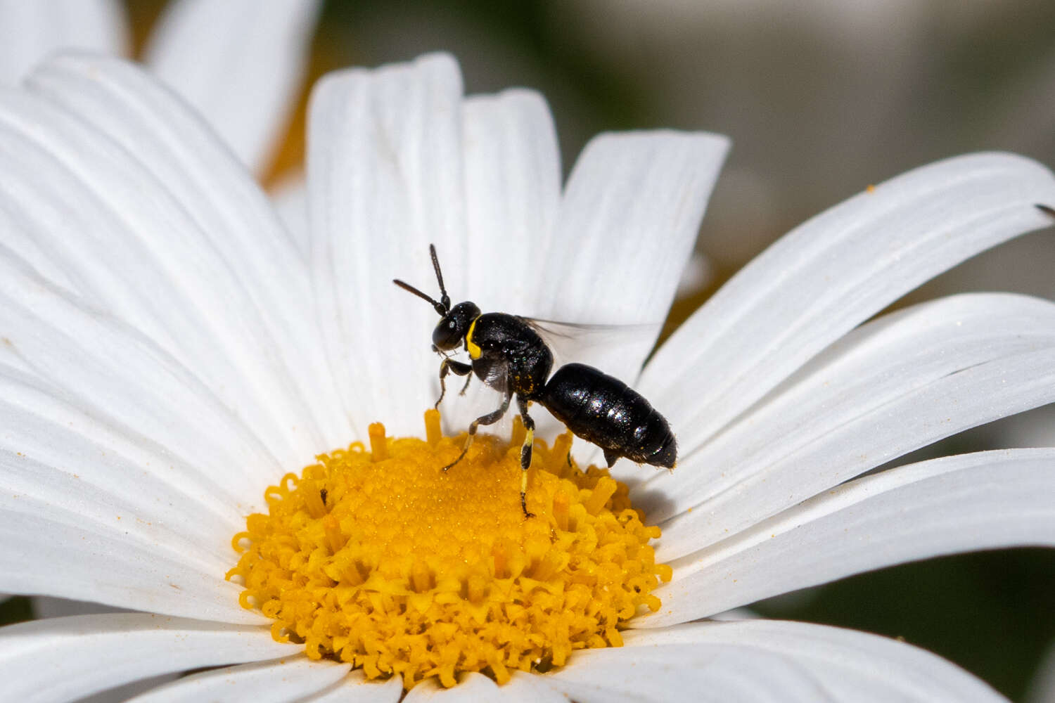 Image of Hylaeus bituberculatus (Smith 1879)