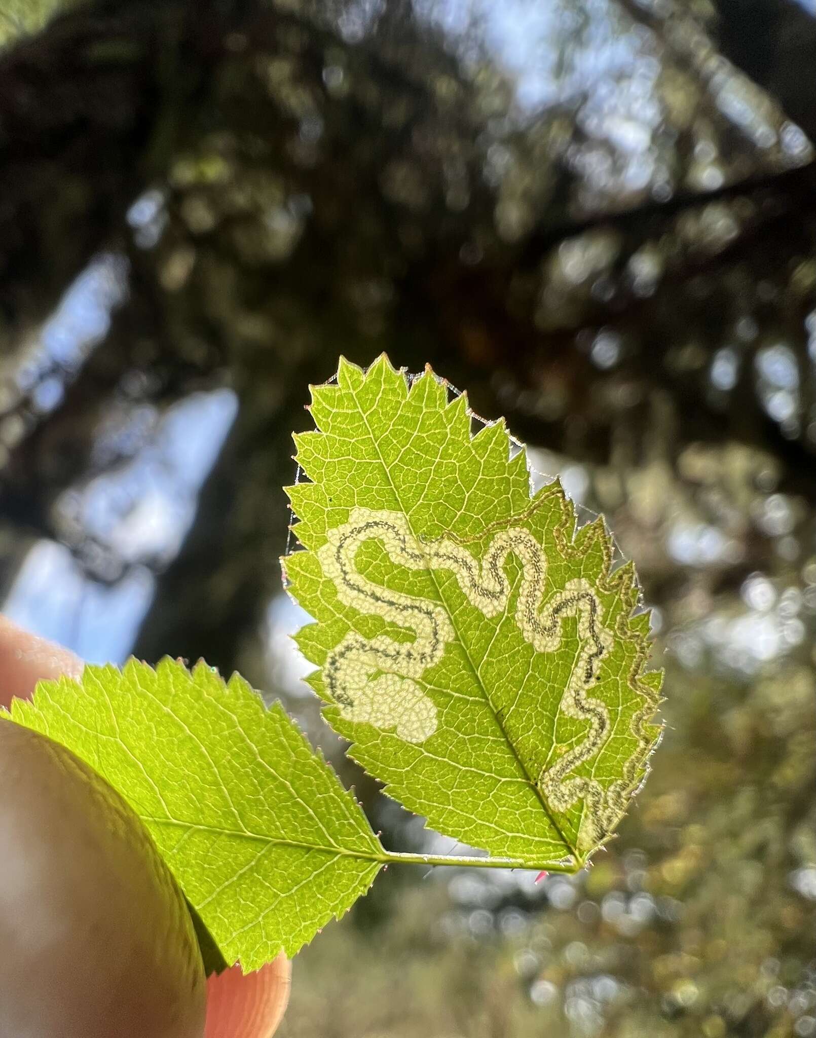 Image of rose leaf miner