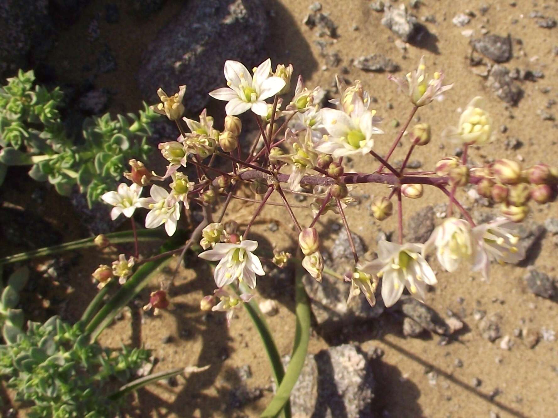 Image of Oziroe biflora (Ruiz & Pav.) Speta