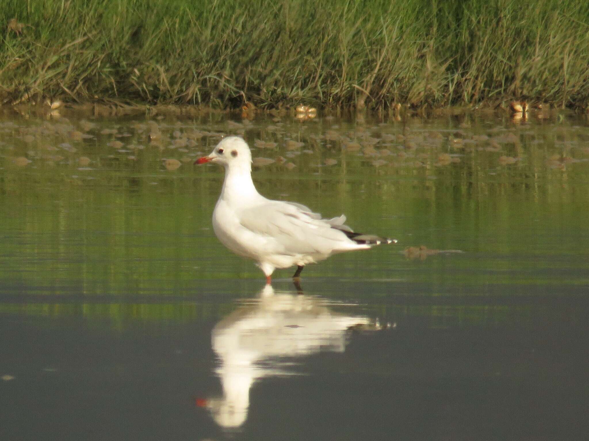 Image de Mouette de Patagonie