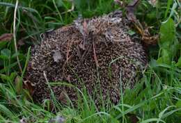 Image of hedgehog