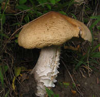 Termitomyces umkowaan (Cooke & Massee) D. A. Reid 1975 resmi