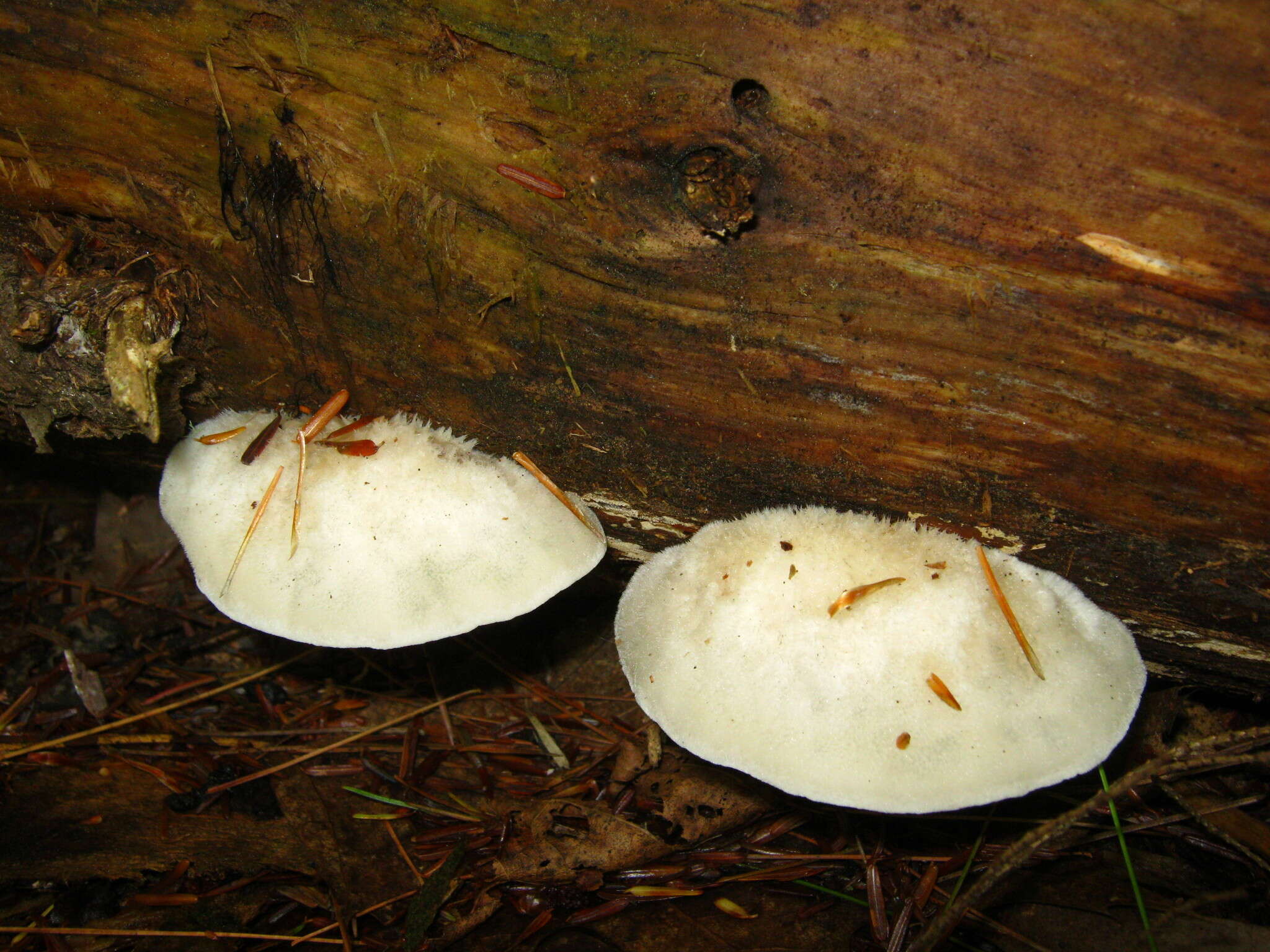 Image of Cyanosporus livens (Miettinen & Vlasák) B. K. Cui & Shun Liu