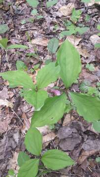 صورة Trillium catesbaei Elliott