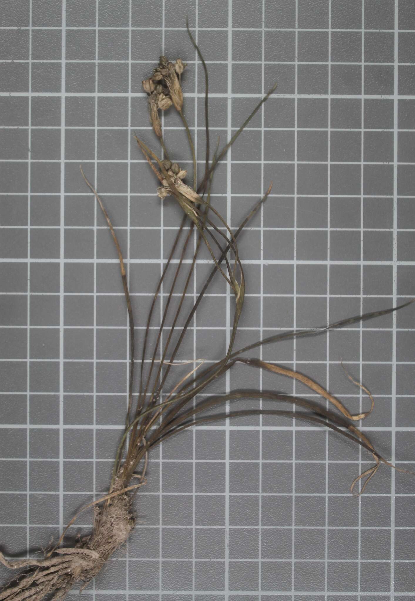 Image of Sisyrinchium tenuifolium Humb. & Bonpl. ex Willd.