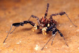 Image of Longleg Dandy Jumping Spider