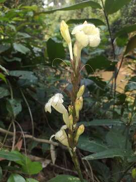 Image of Ruellia proxima Lindau