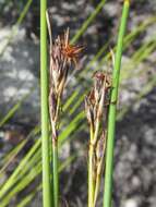 Image of Schoenus auritus (Nees) T. L. Elliott & Muasya