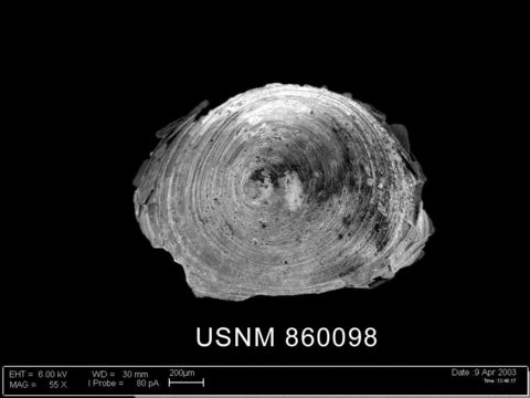 Image of <i>Lepetella postapicula</i> Dell 1990