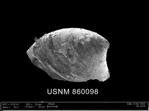 Image of <i>Lepetella postapicula</i> Dell 1990
