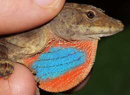 Image of Meyer's Anole