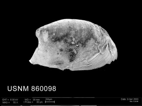 Image of <i>Lepetella postapicula</i> Dell 1990