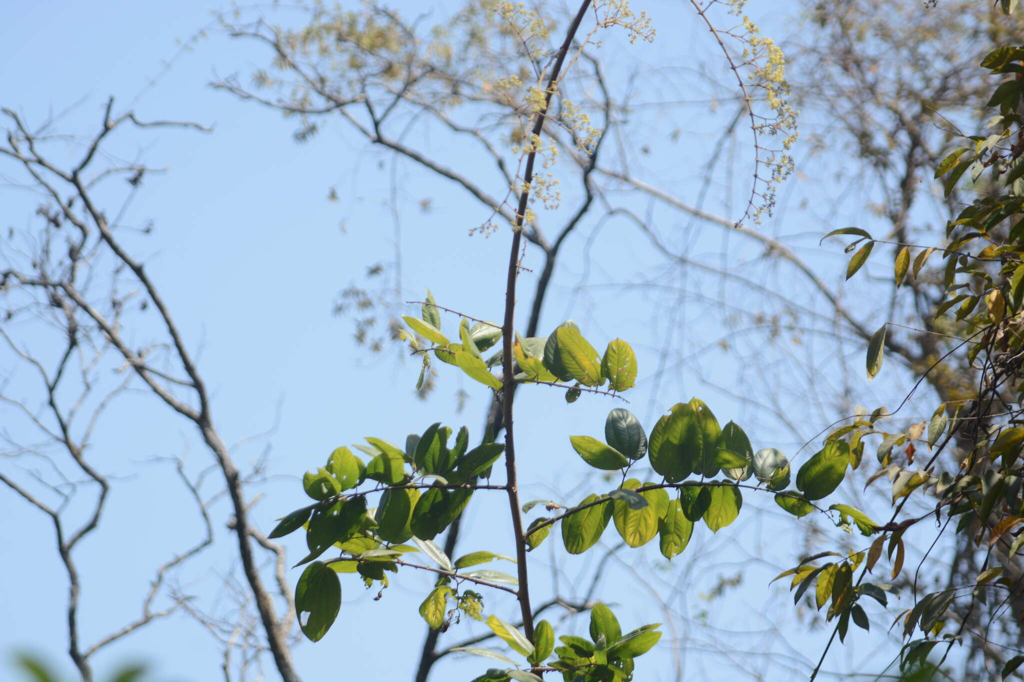 Ziziphus rugosa Lam. resmi