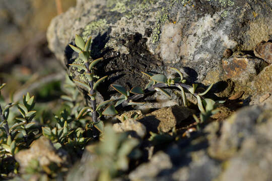 Image of Veronica pimeleoides Hook. fil.