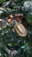 Image of Keeled box turtle