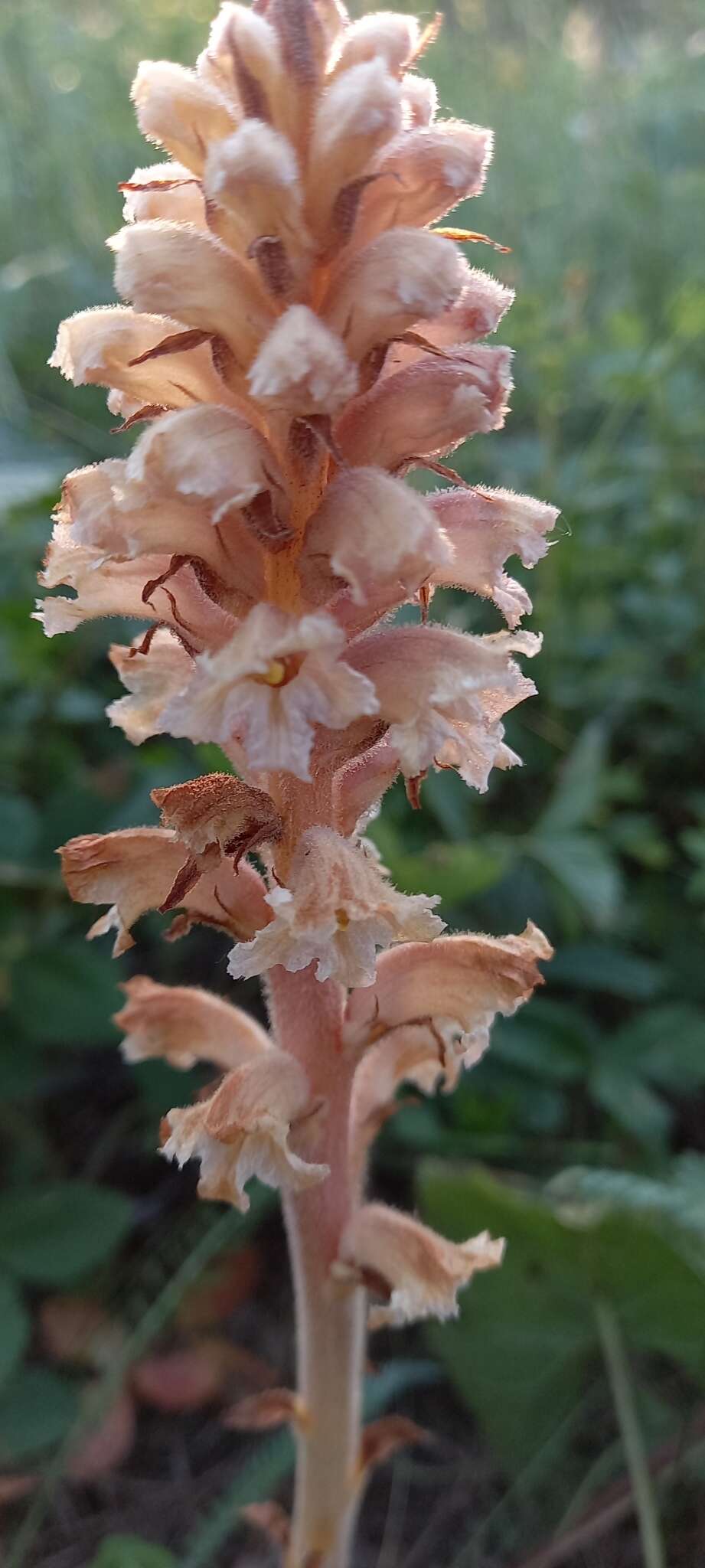 Слика од Orobanche alsatica subsp. libanotidis (Ruprecht) Pusch
