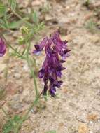 Plancia ëd Vicia eriocarpa