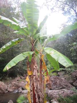 Image of Musa banksii F. Muell.