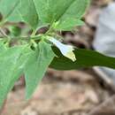 Plancia ëd Melampyrum lineare var. latifolium W. P. C. Barton