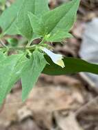 Image of narrowleaf cowwheat